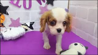 キャバリアの動画01