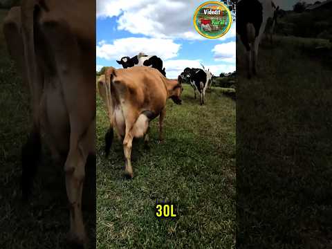 ¿Cuántos litros de LECHE PRODUCE UNA VACA AL DÍA? Vacas lecheras #campo #rural #ganaderia #ganaderos
