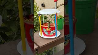 DIY Hummingbird Feeder Recycling Food Containers to Bring Joy to Hummingbirds