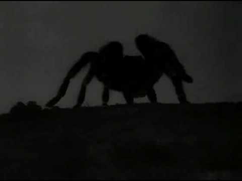 Tarantula (the movie - 1955)