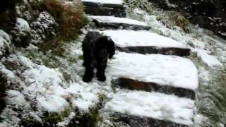 preview picture of video 'Tarbert Marley's first snow 1'