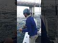 Hooked Giant Fish on a Bridge #Shorts