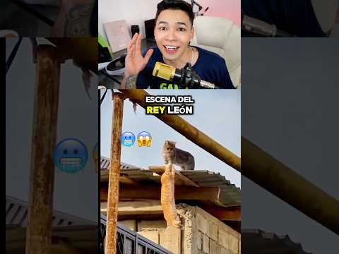 Escena del rey leon en la vida real!!  🥶😱😮‍💨💔 #shorts