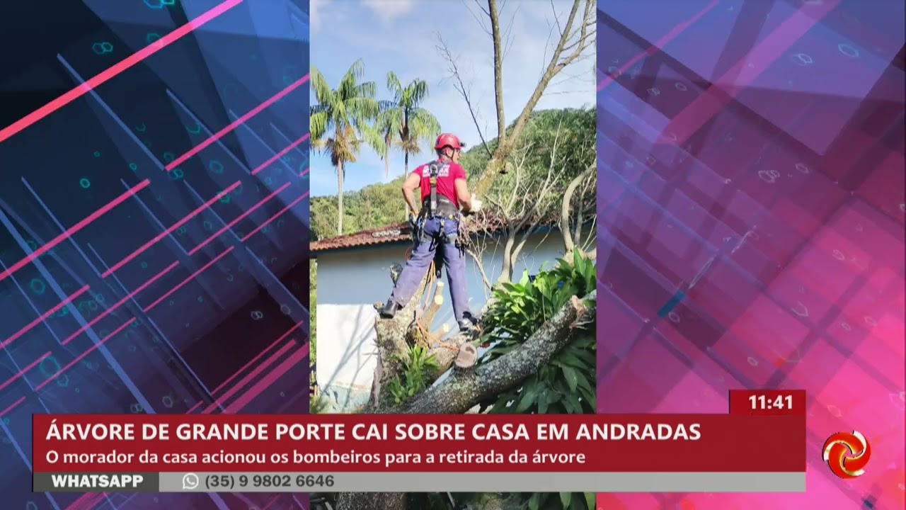 Árvore de grande porte cai sobre casa em Andradas