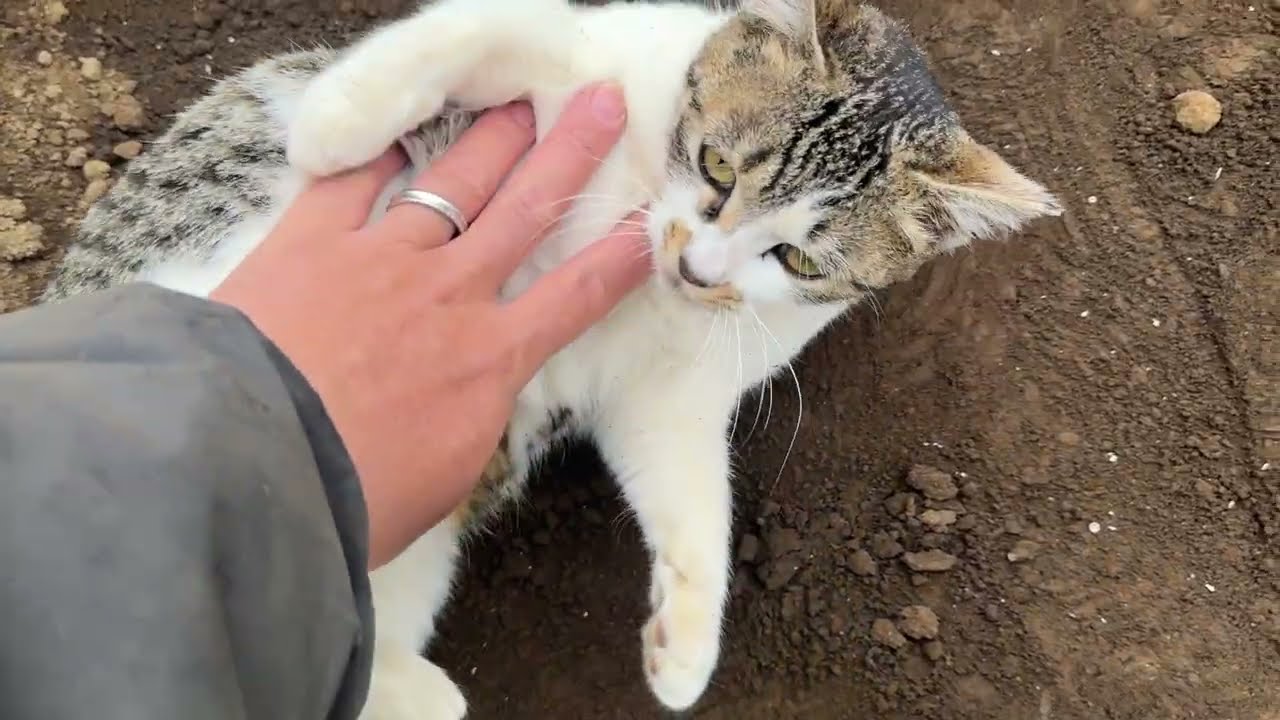 トウモロコシ種まきまだ我慢　ナスは種まき開始