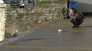 video: Staring at seagulls is best way to stop them stealing your chips 