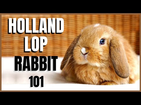 , title : 'Holland Lop Rabbit 101'