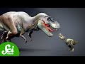 The Tiny T. rex Causing a Big Science Feud