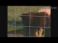 Barney And Friends Sheep Medley Taken From Barney Let S Go To The Farm 2005