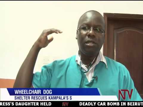 Hope: The wheelchair bound dog