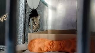 Jackfruit 236417 Slow Blinks