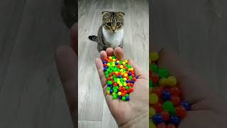 Cat Barsik Beads 📿🌈🎈 Satisfying Reverse Video