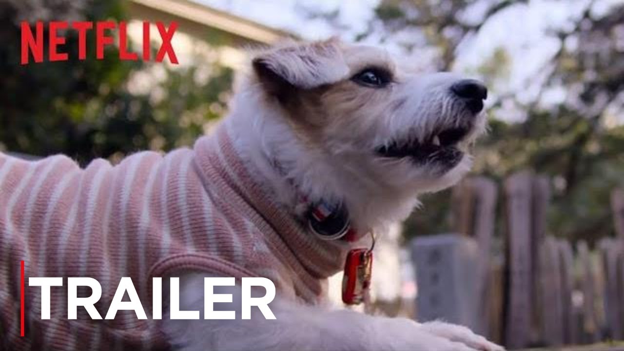 Amigos caninos - Tráiler oficial | Netflix