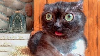 КОТЫ ПРИКОЛЫ 2018 ЛУЧШИЕ ПРИКОЛЫ С ЖИВОТНЫМИ