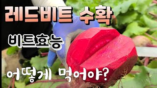 레드비트 수확 어떻게 먹어야 좋을까 ? 비트효능 .땅속의 붉은피 비트
