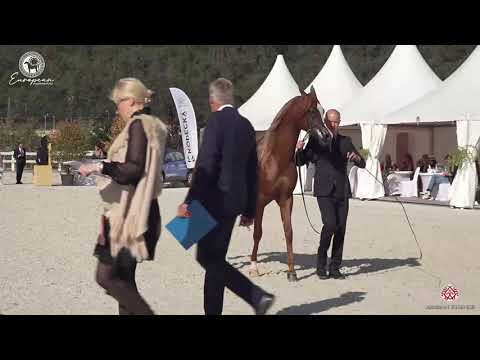 N.93 EL SHAAD - European Championship 2020 - Prague - Stallions 4-6 Years Old (Class 11).mp4