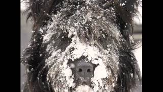 Rufus Thomas - Old MacDonald Had