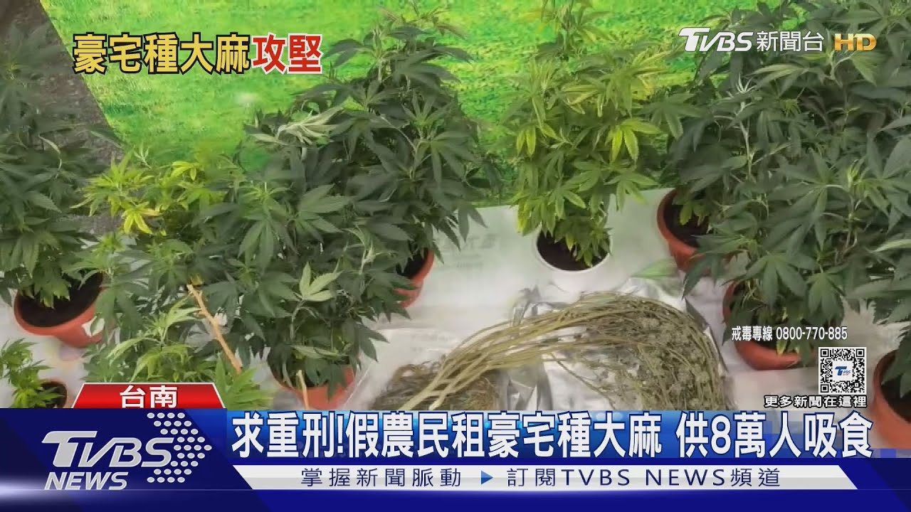 製毒「假農民」!租豪宅設溫室種大麻供8萬人吸食 檢求重刑