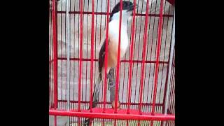 Download lagu CENDET RAJA ROL SITUBONDO mp3