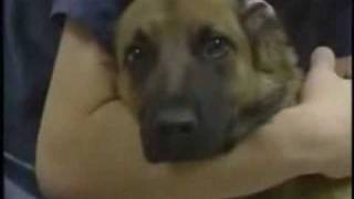 I&#39;ll Stand By You~Shelter Animals