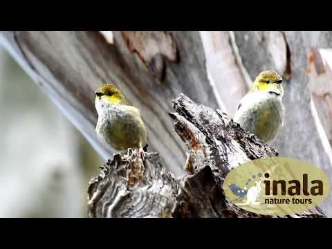 Inala Nature Tours