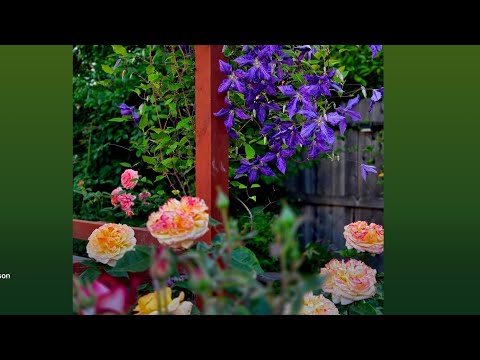 Various Roses and Clematis on a Pergola