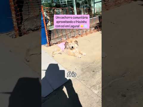 🐶 Um cachorro comunitário aproveitando o friozinho com sol em Laguna! ☀️❄️Texto para o post /