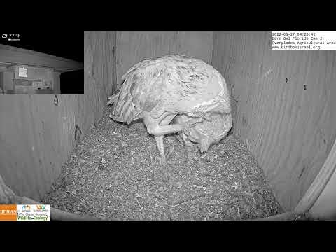 So affectionate and sweet: Barn owl male preens his mates feathers.