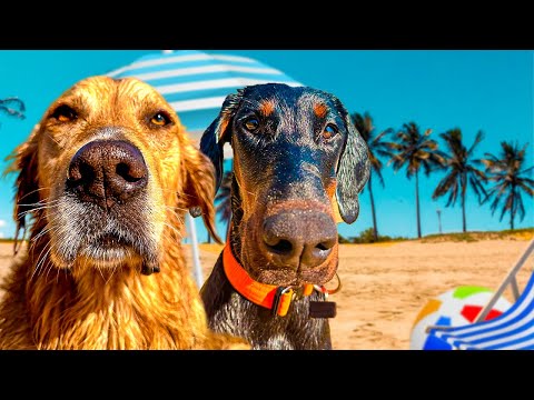 Taking My Dogs To The Beach For The First Time