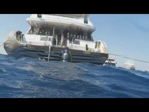 Red Sea Diving, Egypt (Brother-Daedalus-Elphinstone)