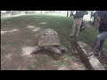 Lion And Cheetah Park Zimbabwe Meet Tommy The Tortoise 300 Years Old