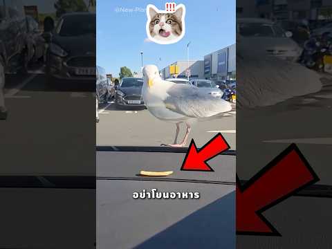 พ่อ อย่าโยนอาหารให้นกกิน