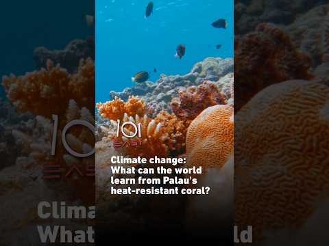 Climate change: What can the world learn from Palau’s heat-resistant coral? | 101 East #shorts