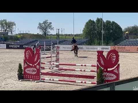 Walden (Elvis ter Putte x Warrant) 2025/04/26 ZR Jakubowice - 110 cm I SPRZEDANY / SOLD