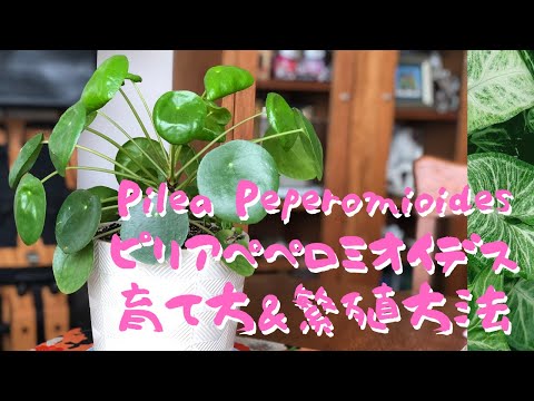 ピレア・ペペロミオイデスの吸盤を植え替えたほうがいいでしょうか？植物にはどんな土を使えばいいのでしょうか？  庭園