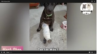 Funny actions of Dogs 🤣 Best Funny Animal Videos 😂#pets #funny #funnyvideos #viralvideo #trending