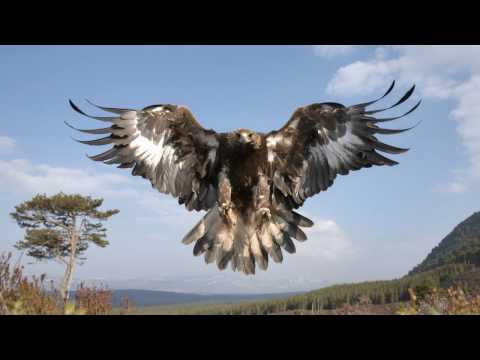 [HD] Sandeagle - ID (Final Version) [TAR]