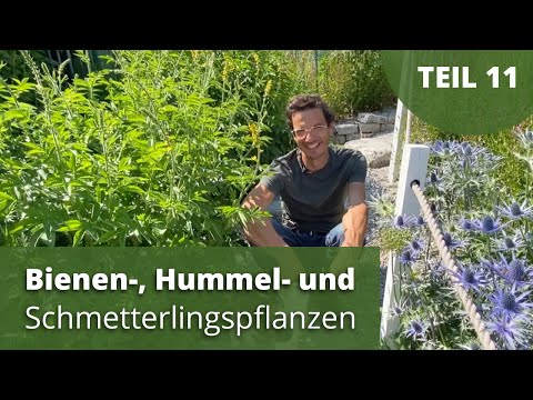 Bee, bumblebee and butterfly plants