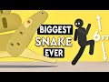What's The Biggest Snake In The World Ever?! DEBUNKED
