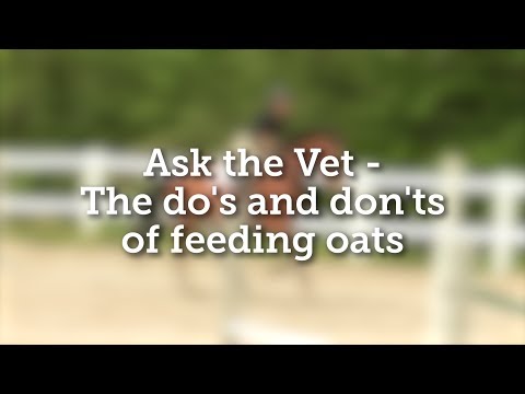 Ask the Vet - The do's and don'ts of feeding oats