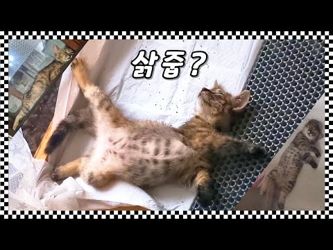 삵 같이 생긴 아깽이를 냥줍 했는데 도대체 정체가 뭐냐...