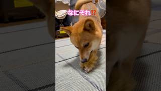 得体の知れない物で遊ぶ豆柴 #shibainu #柴犬 #犬のいる暮らし #cute #dog