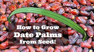 How to Grow Dates from Seed!