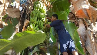 Download lagu Harvesting Bananas in the Garden, Tree-Ripened and Sweet, Making Banana Bread mp3