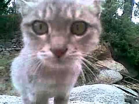 khall dir  by abdulaziz roghani