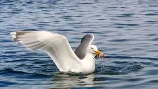 preview picture of video 'Hungry much?! Seagulls at it's best: Catching fish...somehow. [Etnefjord] [Norway] [HD]'