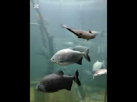 Conociendo el acuario del río Paraná 🐟 Rosario, Santa Fé 🇦🇷 #Acuario #Paraná #Shorts