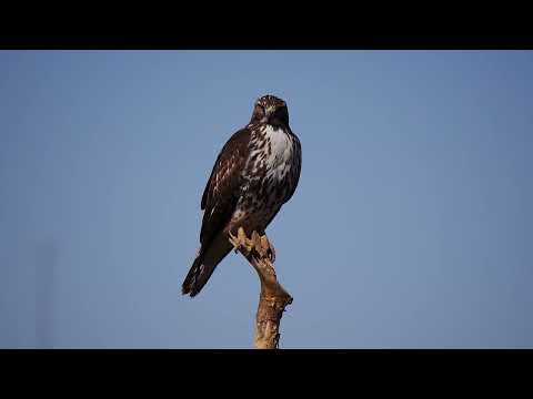 Red-tailed Hawk