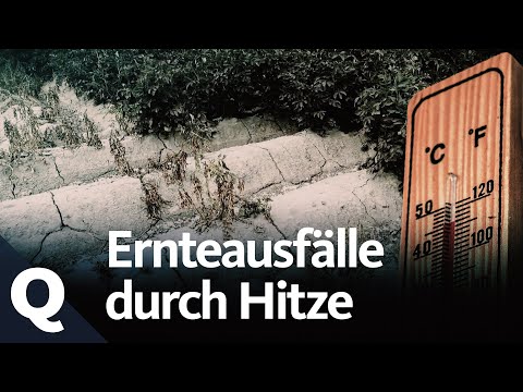 Wie Trockenheit und Dürre der Landwirtschaft zu schaffen machen | Quarks