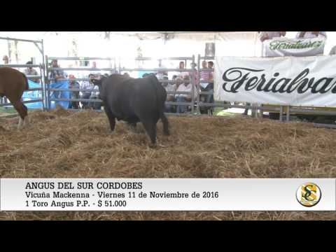 Venta de Toros Angus P.P. - Vicuña Mackenna - 11-11-16